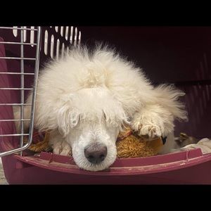 Meet your Posher, Joanna